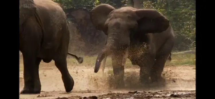 African forest elephant (Loxodonta cyclotis) as shown in Africa - Congo